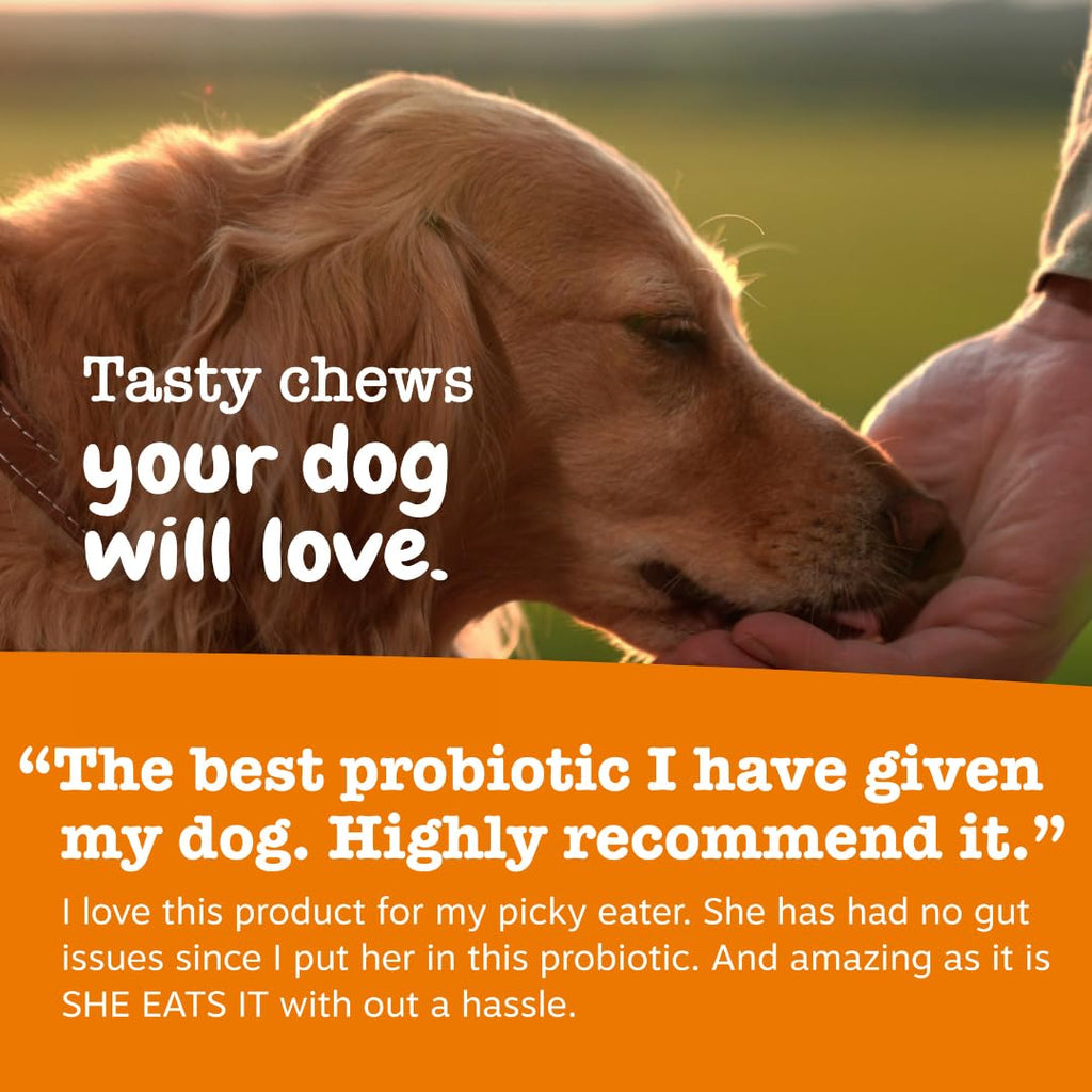 Zesty Paws Probiotics for Dogs - Digestive Enzymes for Gut Flora, Digestive Health, Diarrhea & Bowel Support - Clinically Studied DE111 - Dog Supplement Soft Chew for Pet Immune System - Pumpkin, 90ct Zesty Paws